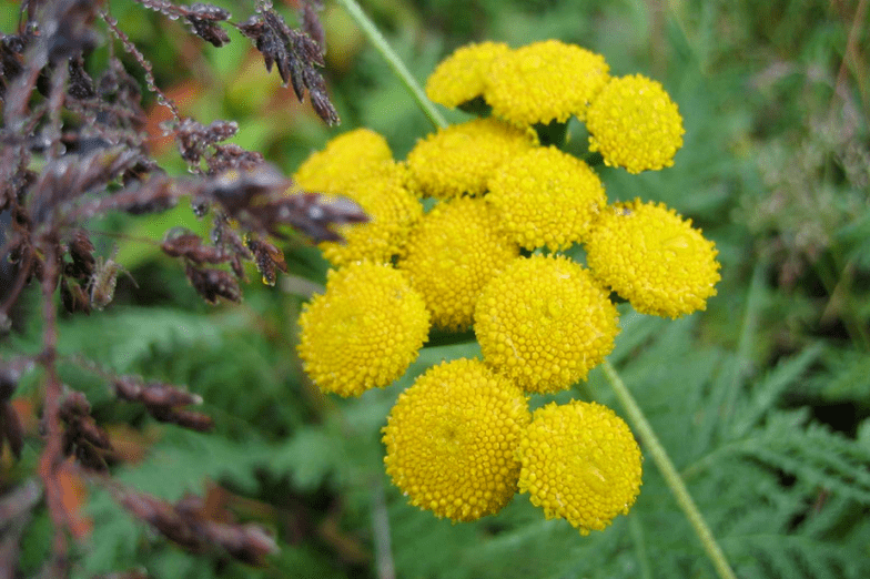 tansy to eliminate worms